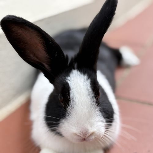 Pumpkin (bonded With Avocado And Cauliflower)