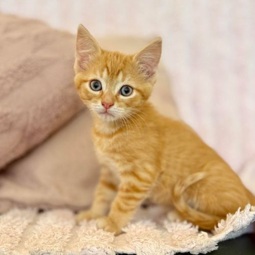 Harry - In foster care in Croydon