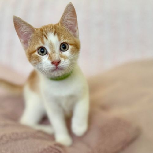 Zoe - In foster care in Croydon