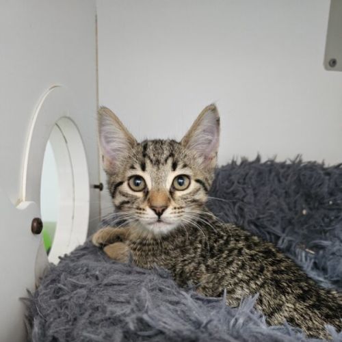 No photo for Falafel