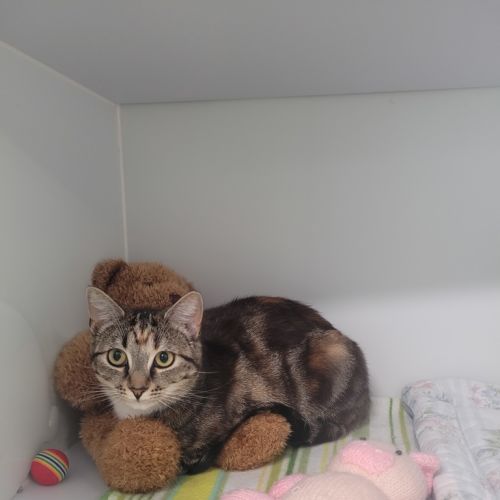 No photo for Cherry Blossom