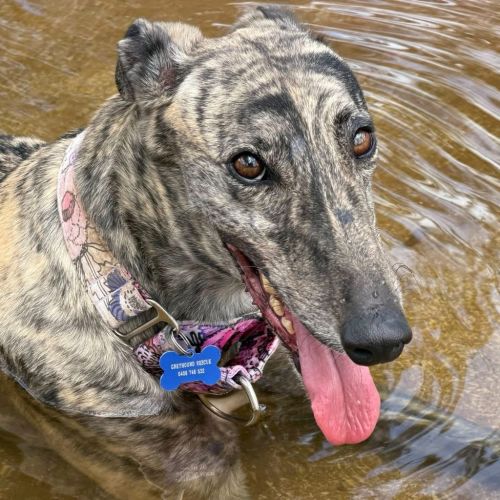 No photo for Asparagus The Greyhound