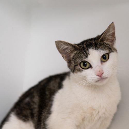 No photo for Artemis 