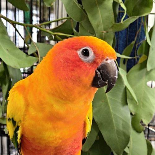 Mango