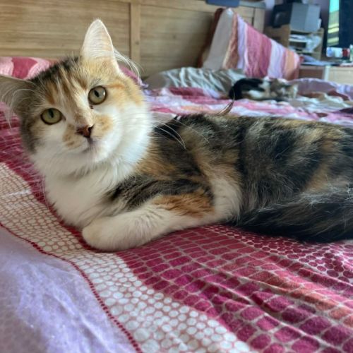 Tilly - In foster in Bentleigh East