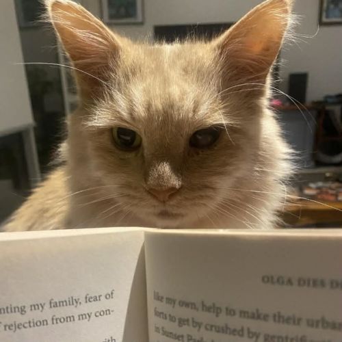 No photo for Hermes   In Foster In Preston