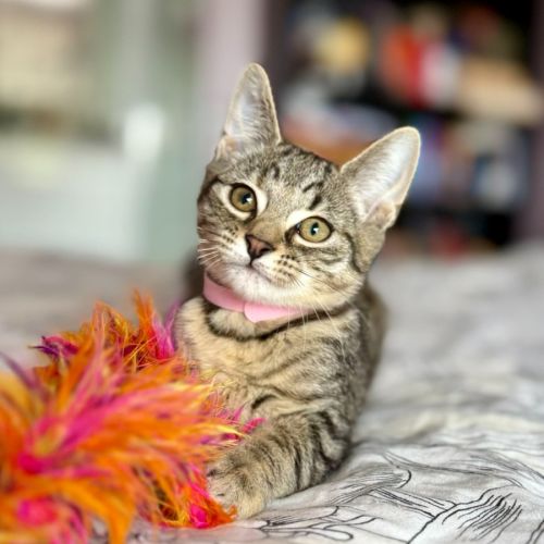 Lulu - in Foster Care in Templestowe 