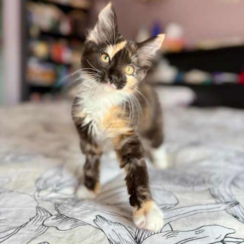 No photo for Isobel   In Foster Care In Templestowe