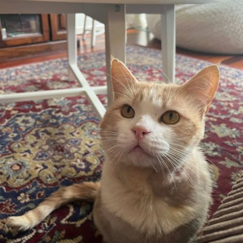 Trevor - In foster in Flemington