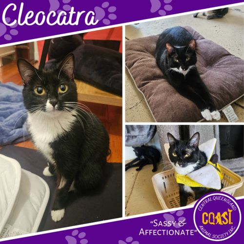 No photo for Cleocatra