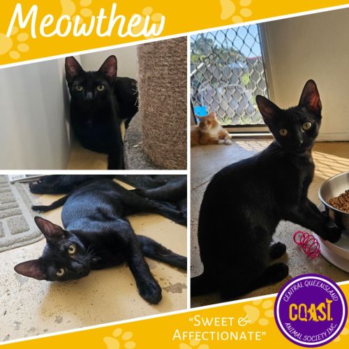 No photo for Meowthew