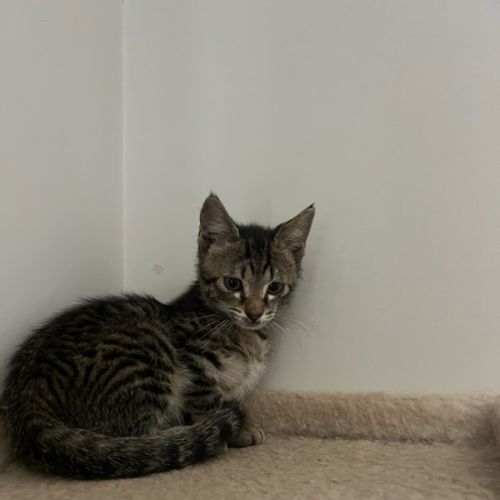 No photo for Hammett