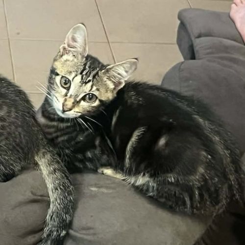 No photo for Trujillo (Trudy)