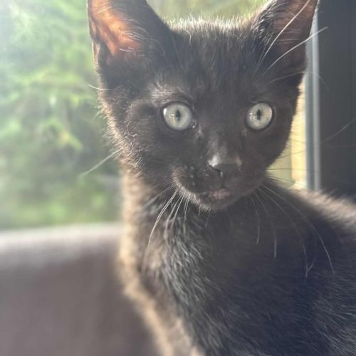 Hex - In foster in Cranbourne