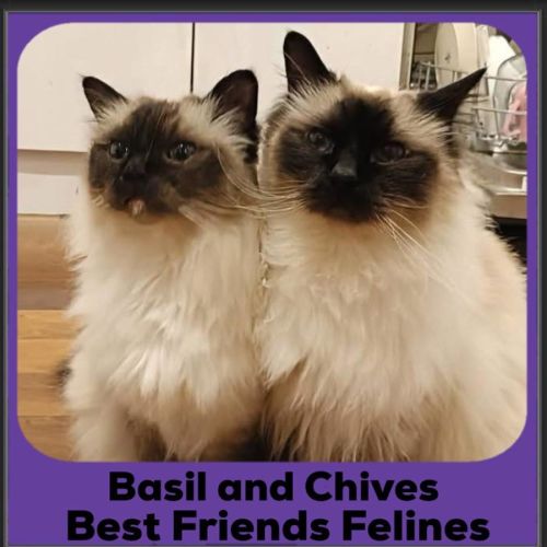 Basil and Chives 