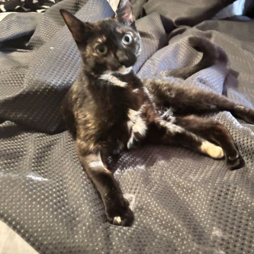 No photo for Marzipan 