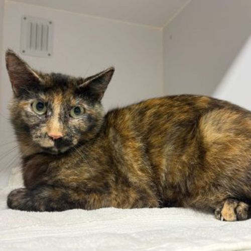 No photo for Scarlet