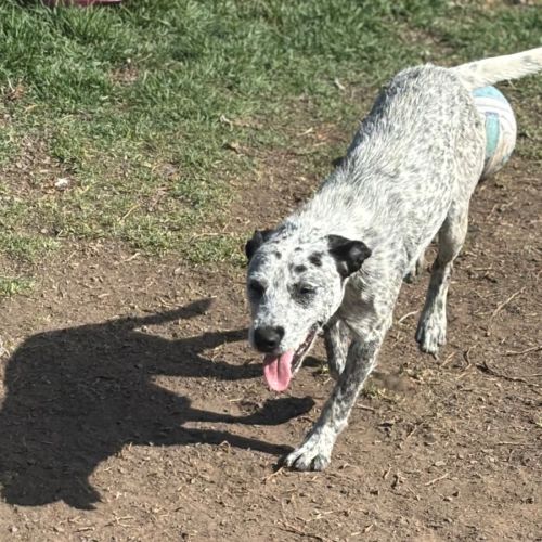 No photo for Scruffy