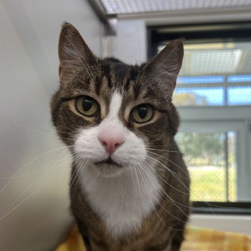 Milo (bonded To Millie)