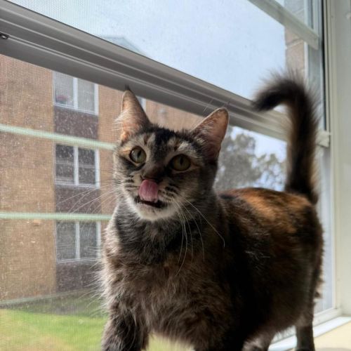 No photo for Biscuit