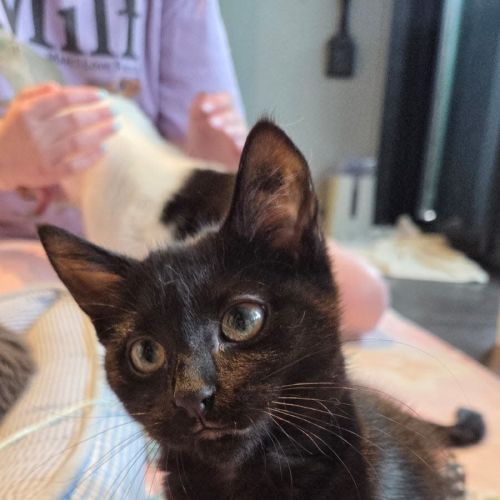 No photo for Sharpie