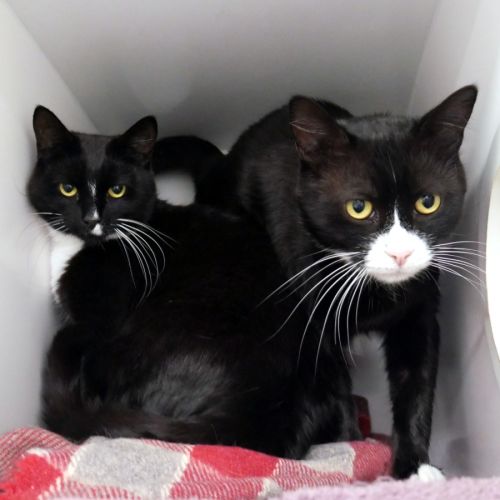 Neo SUA015037 & Glitch SUA015036 