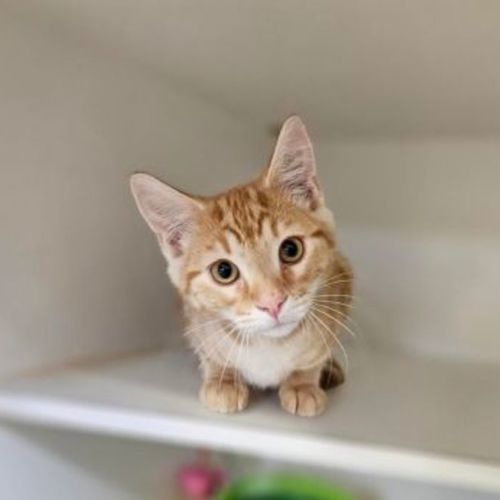 No photo for Pumpkin