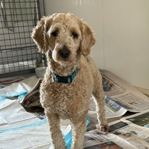 No photo for Brittany