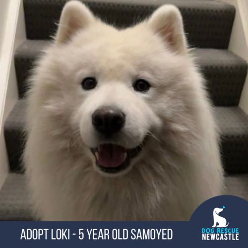 Loki - 5 Year Old Samoyed