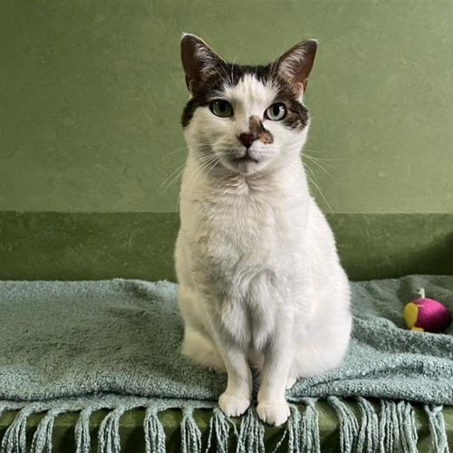 Evie (bonded To Gimli)