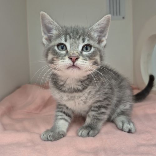 George
