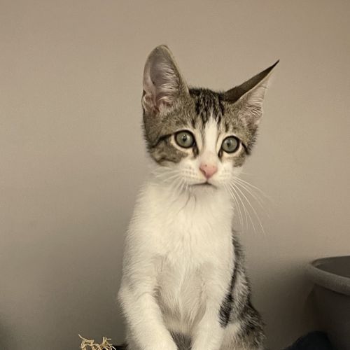 Tux