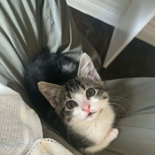 No photo for Pixie