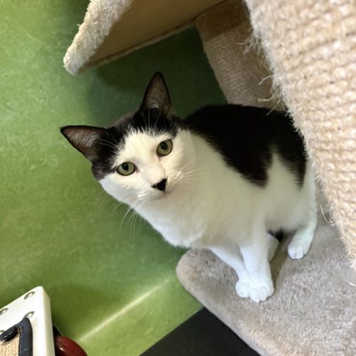 Cleopatra (bonded With Sylvester)