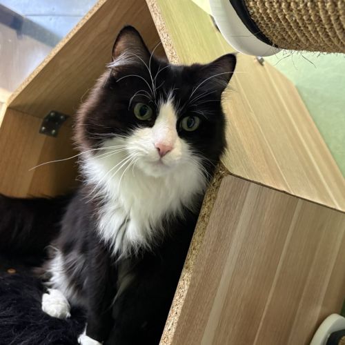 Sylvester (bonded With Cleopatra)