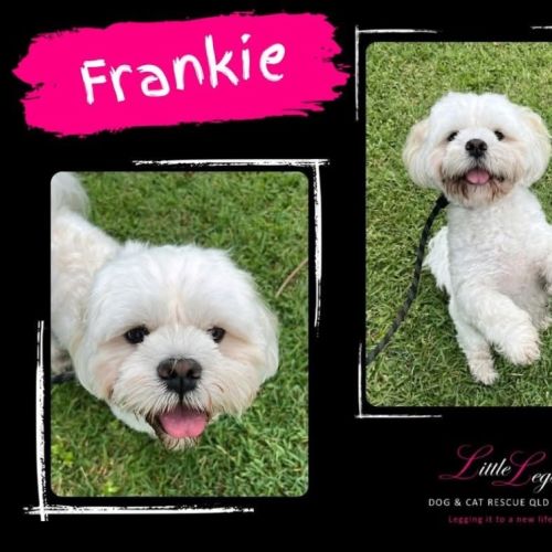 Frankie