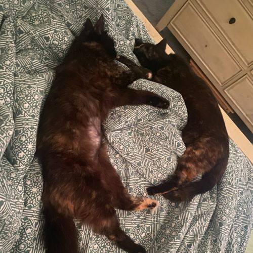 Nutmeg (with Toffee)