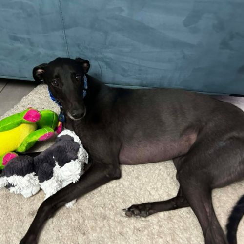 Rocky, the greyhound 