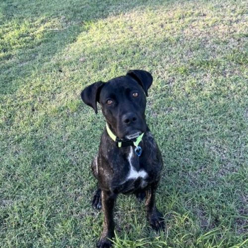 No photo for Lexi *$150 Adoption Fee*