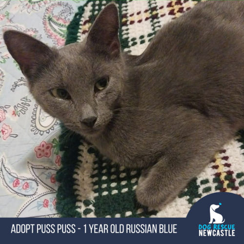 Puss Puss - 1 Year Old Russian Blue