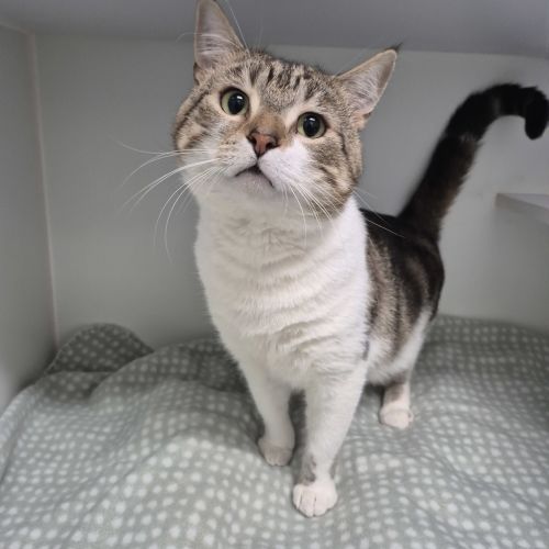 No photo for Custard