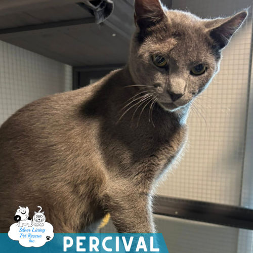 No photo for Percival