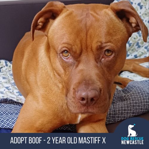 Boof - 2 Year Old Mastiff X