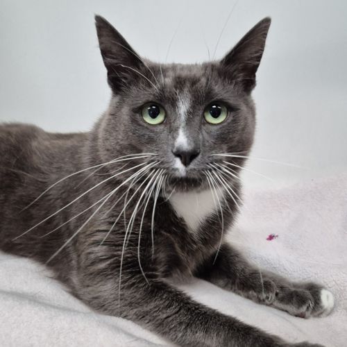 Merlin