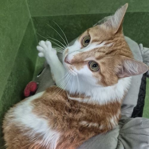 Lion (bonded With Tiger)