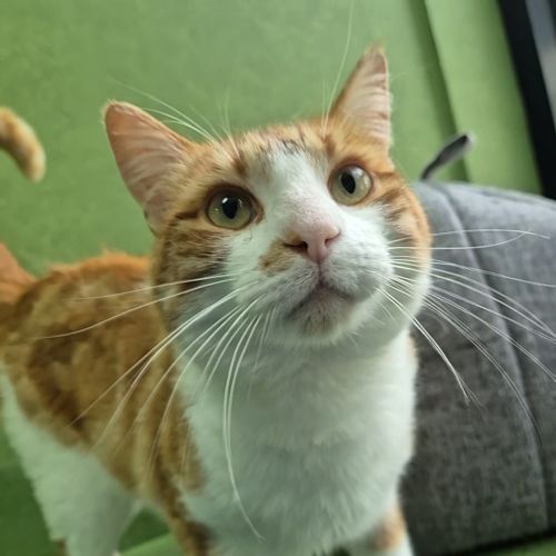 Tiger (bonded With Lion)