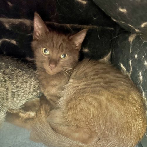 Milo - Adoption Pending