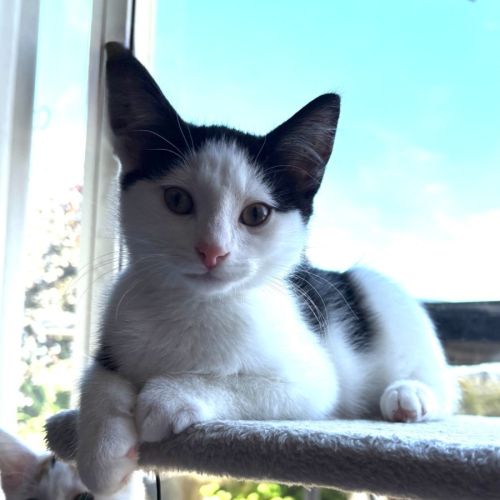 Oreo - Reduced Adoption Fee