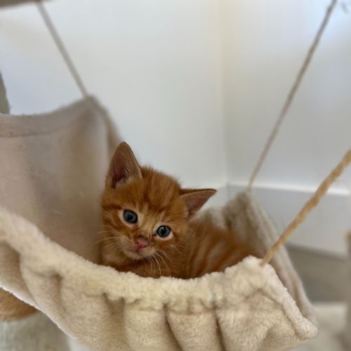 Ginger kitten 1