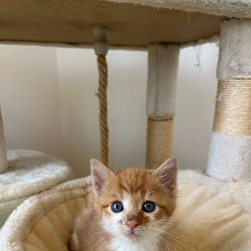 Ginger kitten 2